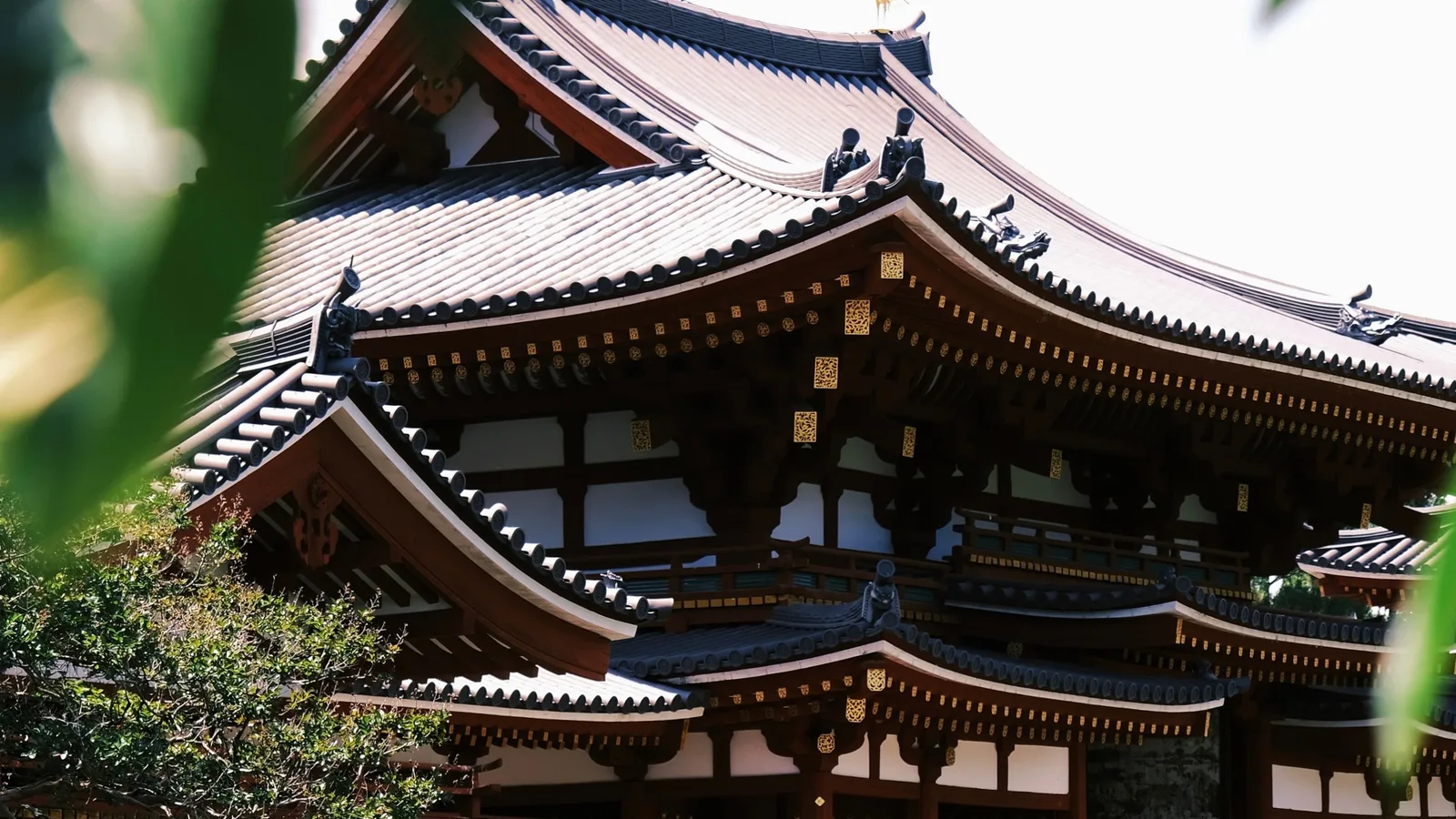 绿叶间的宇治平等院传统建筑屋顶与木构